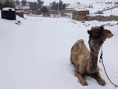 Wow, Akhirnya Salju Turun di Mesir Setelah Satu Abad!